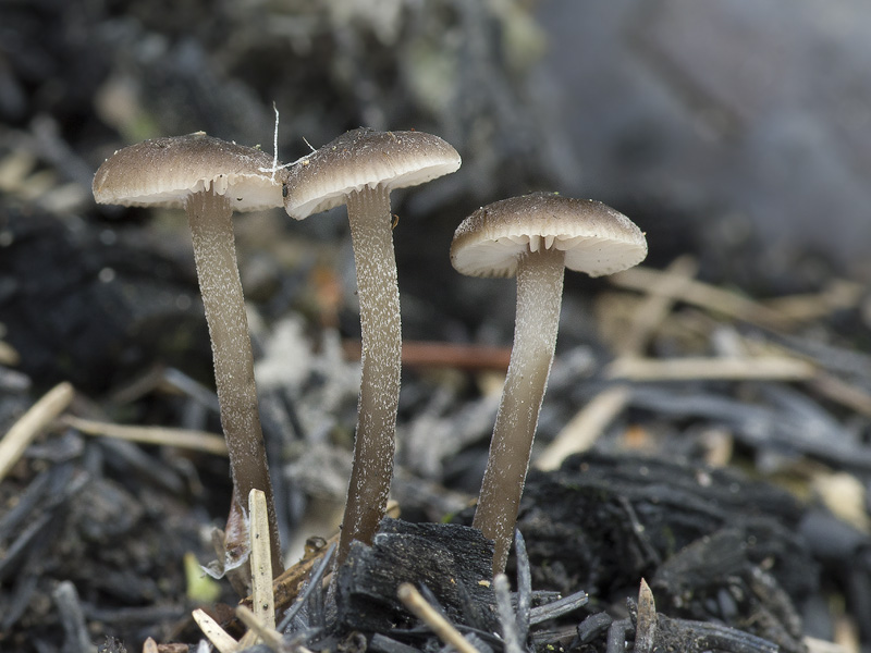 Tephrocybe anthracophila